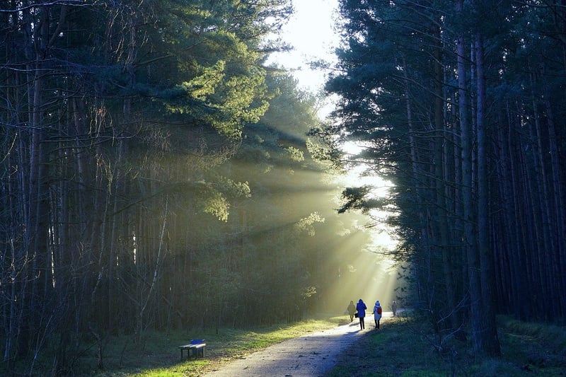Forest path