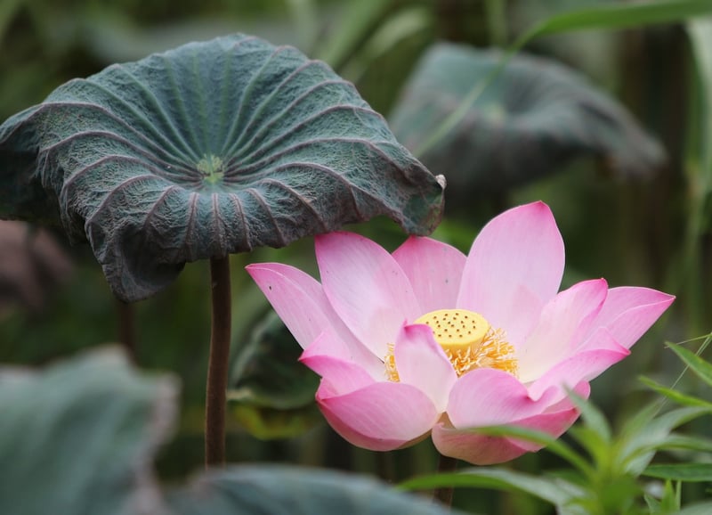 Yoga Lotus Pose